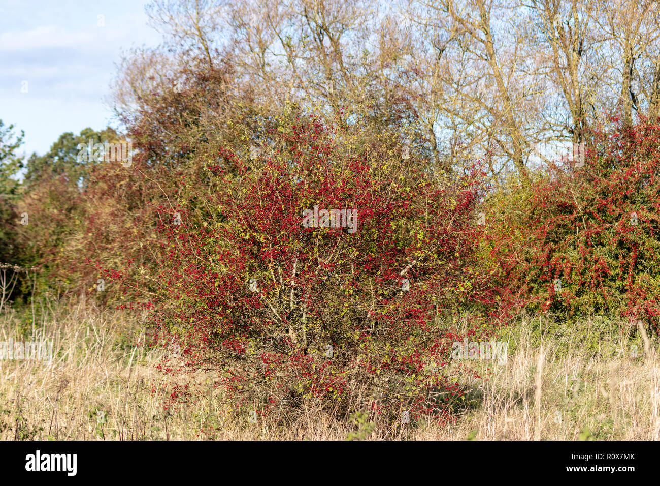 Ein weißdorn (Rosa moschata) Strauch an einem sonnigen Herbsttag mit den meisten seiner Blätter und Zweige, beladen mit roten Beeren oder Haws. Chippenham GROSSBRITANNIEN Stockfoto