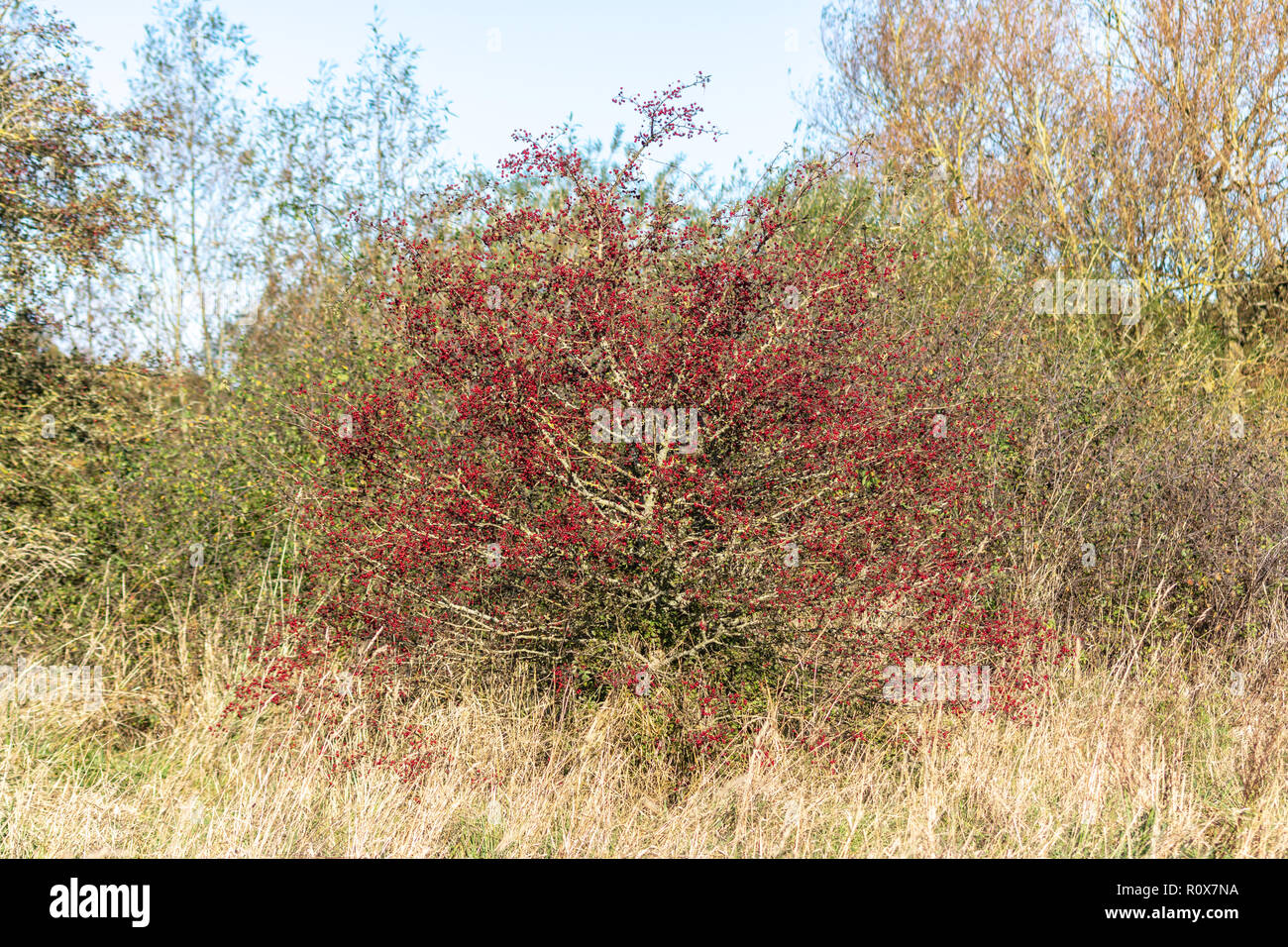 Ein weißdorn (Rosa moschata) Strauch an einem sonnigen Herbsttag mit den meisten seiner Blätter und Zweige, beladen mit roten Beeren oder Haws. Chippenham GROSSBRITANNIEN Stockfoto