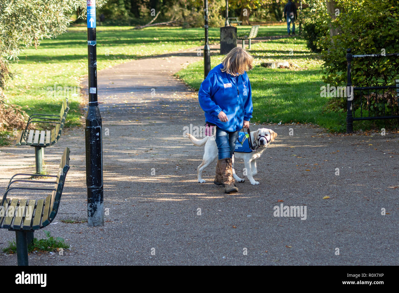 Eine Dame mit einem jungen gelben Labrador in einem blauen Blindenführhunde Welpen zu Fuß Mantel, mit dem jungen Hund an etwas aus Kamera suchen Stockfoto