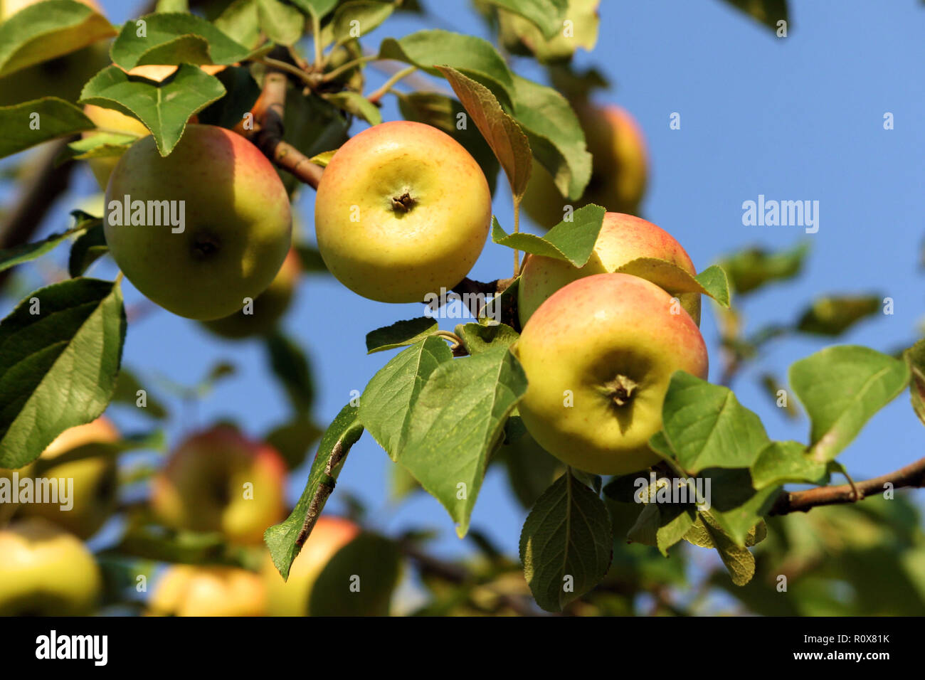 Vier im Vordergrund und im Hintergrund gelb gefleckt Äpfel wachsen auf einem Zweig, Nahaufnahme Früchte, kleine und abgeflacht, grünes Laub und Stockfoto