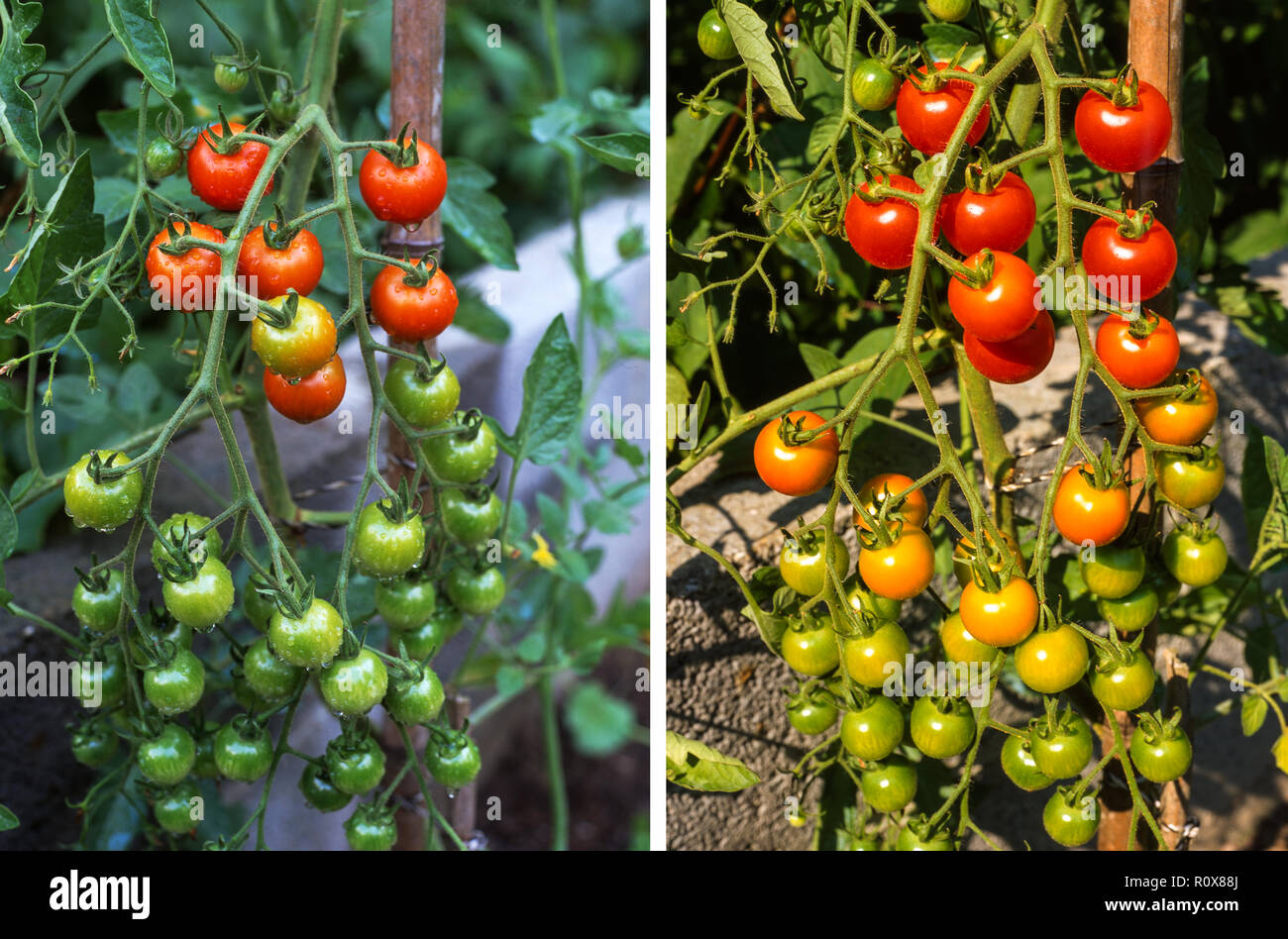 Tomate (Lycopersicon lycopersicum).Diese Kirschtomaten wachsen gut und produzieren zahlreiche kleine süße Früchte.Südwestfrankreich. Stockfoto