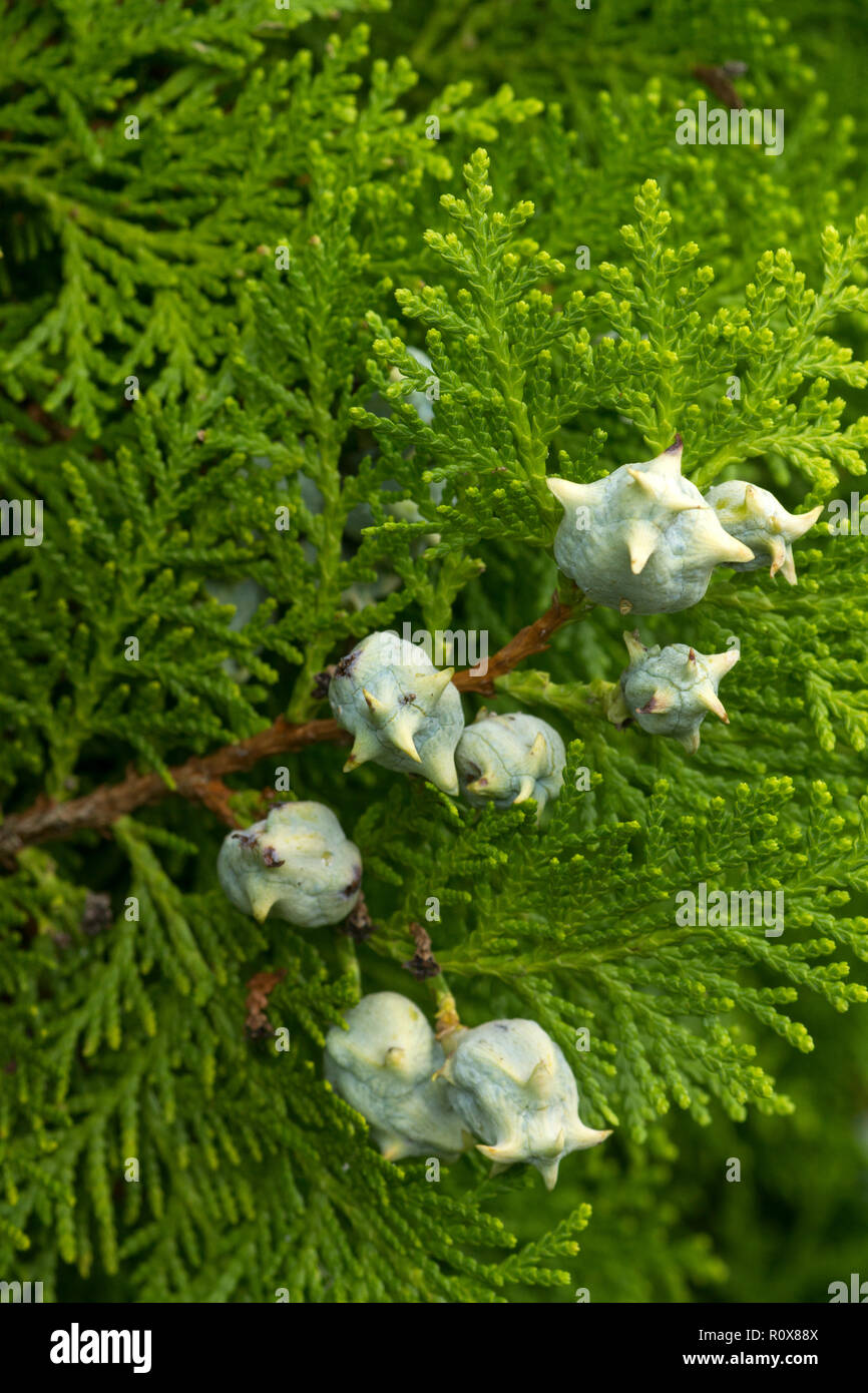 Die chinesische Thuja (Platycladus orientalis) hat sehr markante unreifen Zapfen. Bläuliches Weiß auf den ersten, drehen Sie braun werden wenn sie reif sind. Stockfoto