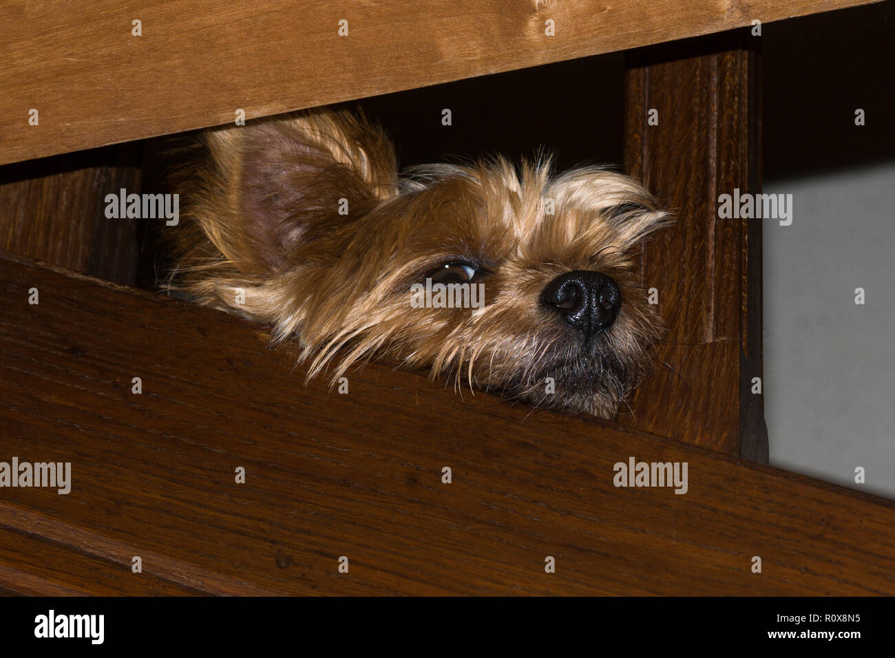 Mein Hund Toby bei 7 Jahre alt. Er liebt auf der Treppe, wo Er überwacht die im Haus zu sitzen. Stockfoto