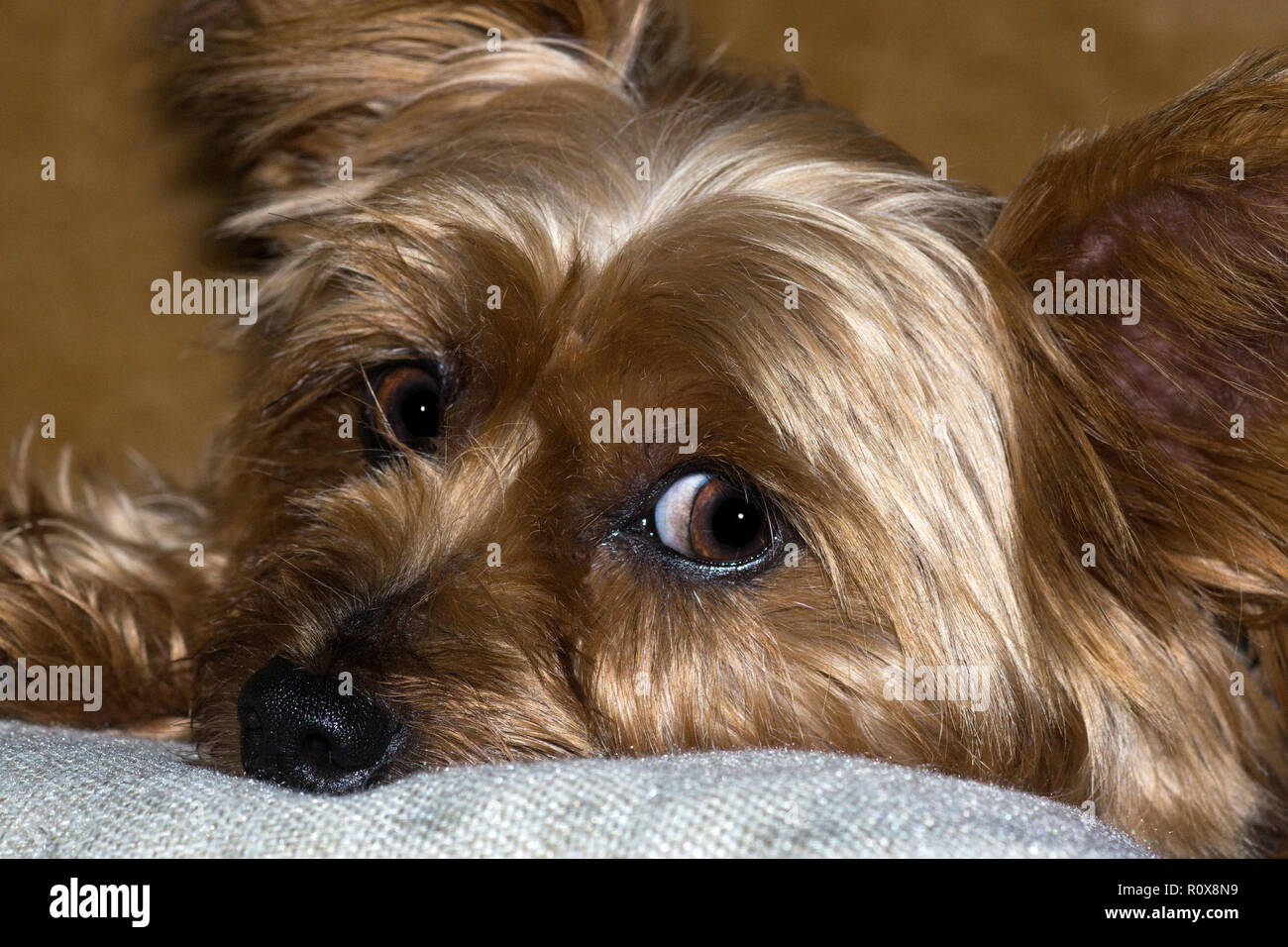 Unser Hund Toby bei 7 Jahre alt .. Hier ist er versucht, uns zu sagen, er ist langweilig. Stockfoto