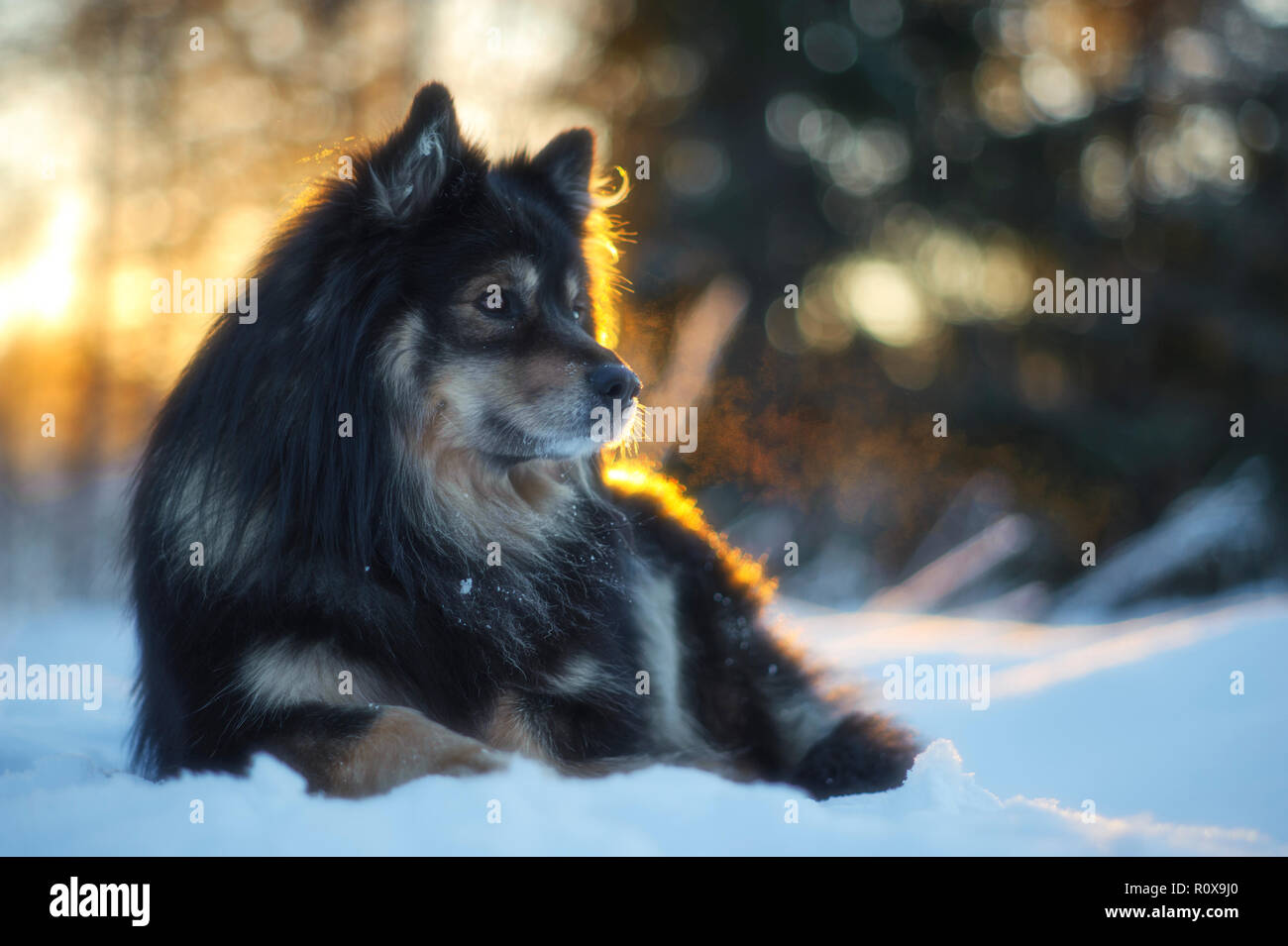 Finnische Lapphund im Schnee gegen verwackelte Winterlandschaft. Stockfoto