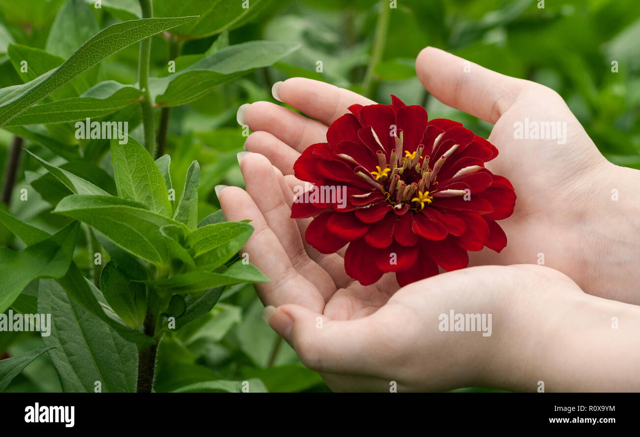 Frauen Hände ein dunkles Burgund Blume in ihren Händen halten, vor dem hintergrund der grünen Vegetation des Gartens, sind die Hände zusammen gefalzt Stockfoto