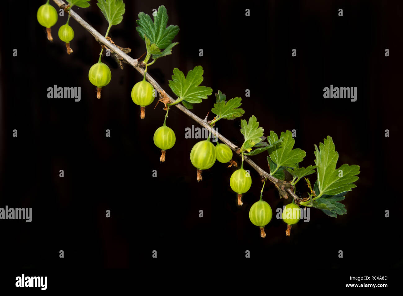 Zweig mit stachelbeeren Beeren auf einem schwarzen Hintergrund. Stockfoto