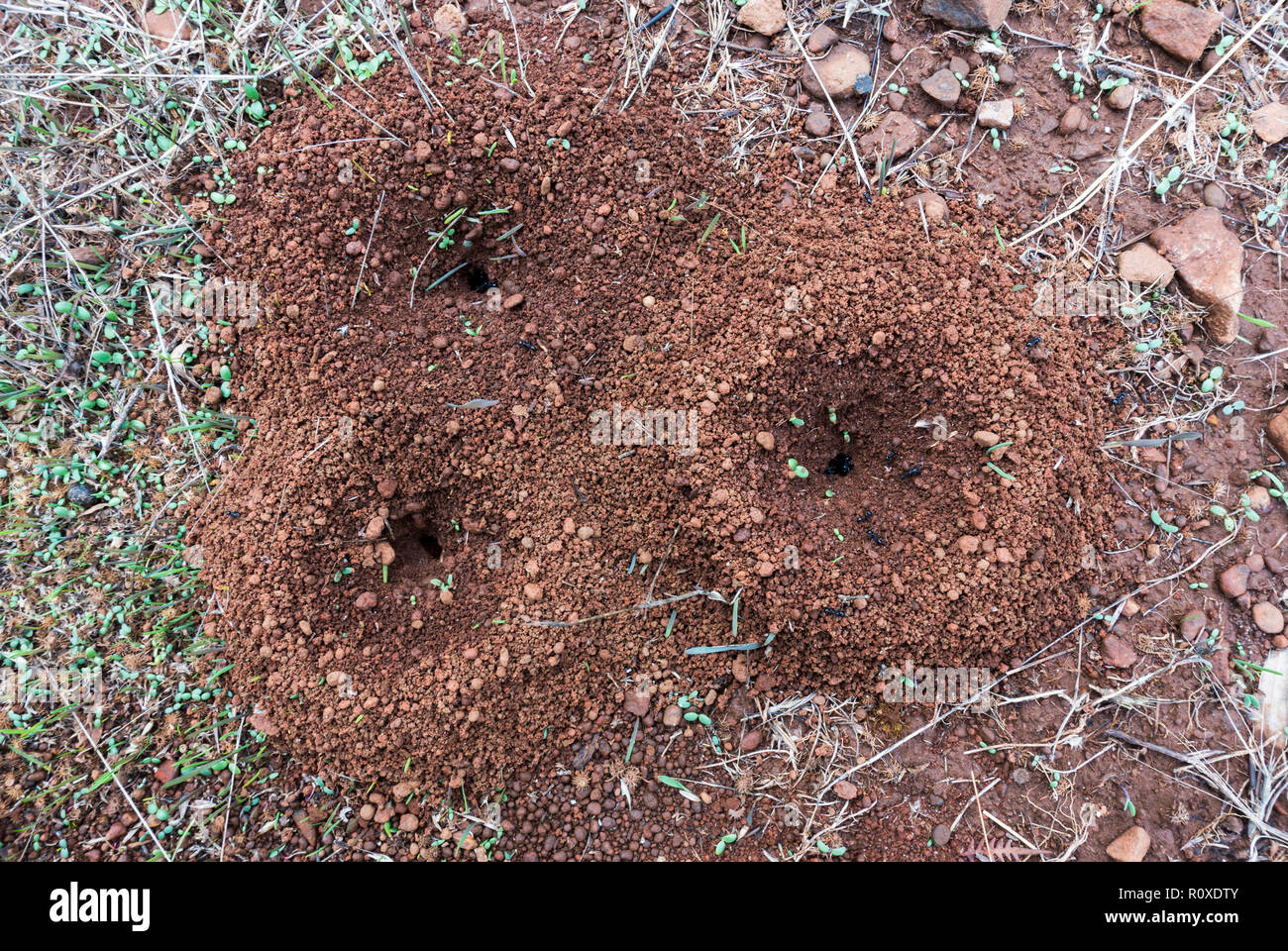 Drei Ameisenhaufen auf Waldboden. Spanien Stockfoto