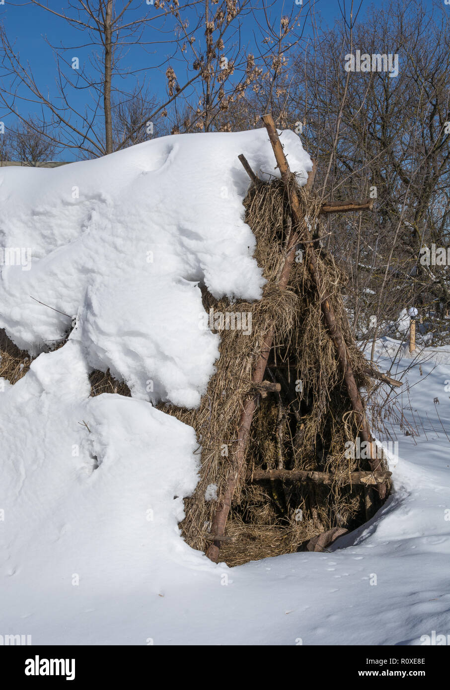 Das Zelt der Zweige mit Schnee im Winter sonnige Wald bedeckt. Russland. Stockfoto