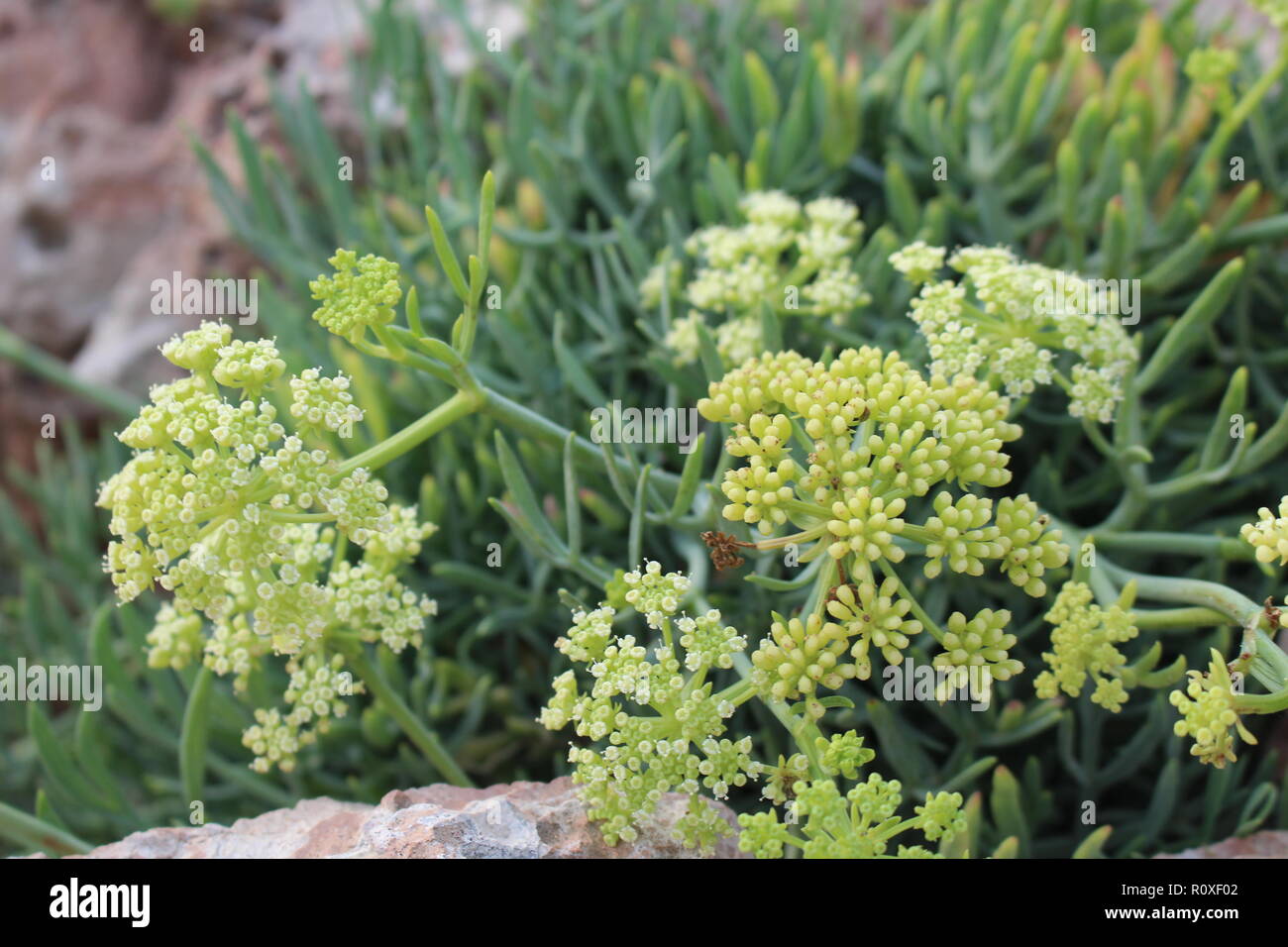Meer Fenchel in der Blüte. Stockfoto