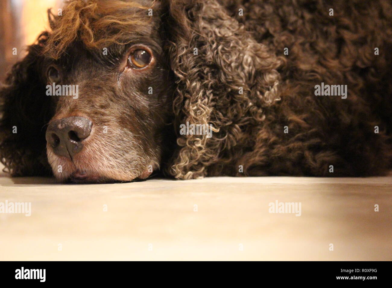Nahaufnahme eines alten Boykin Spaniel Stockfoto