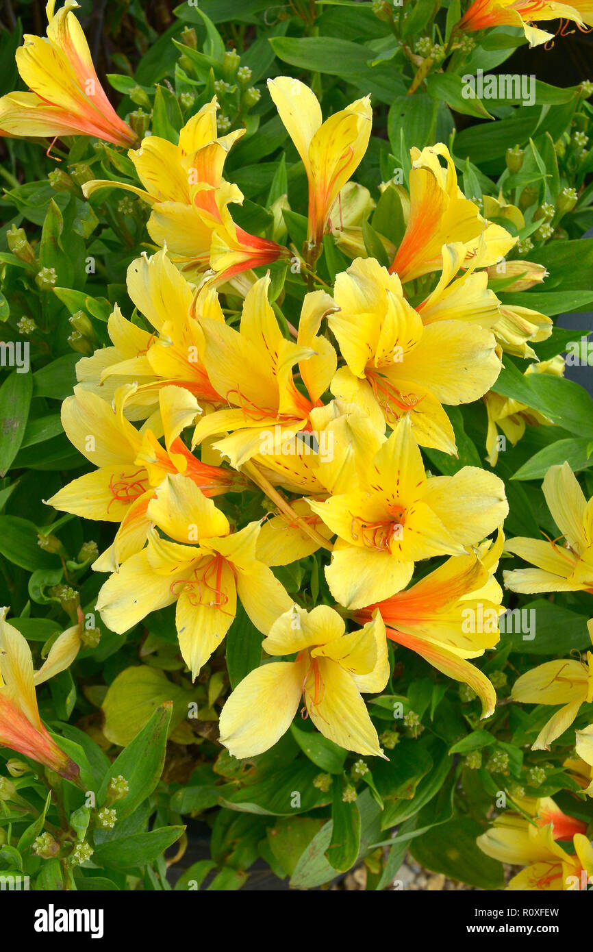 Bunte Blume Grenze mit der Nähe zu einem gelben Alstromeria Stockfoto