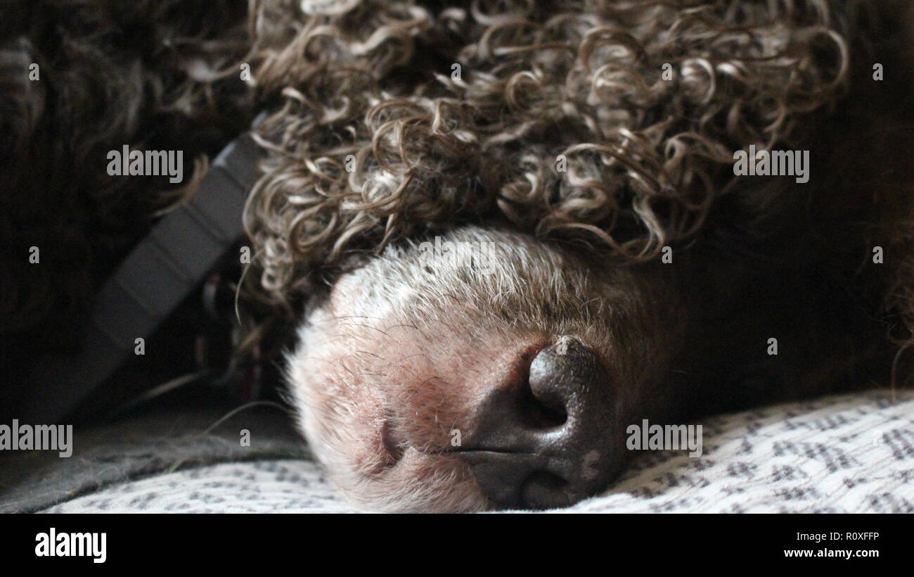 Schlafen alte Boykin Spaniel Stockfoto