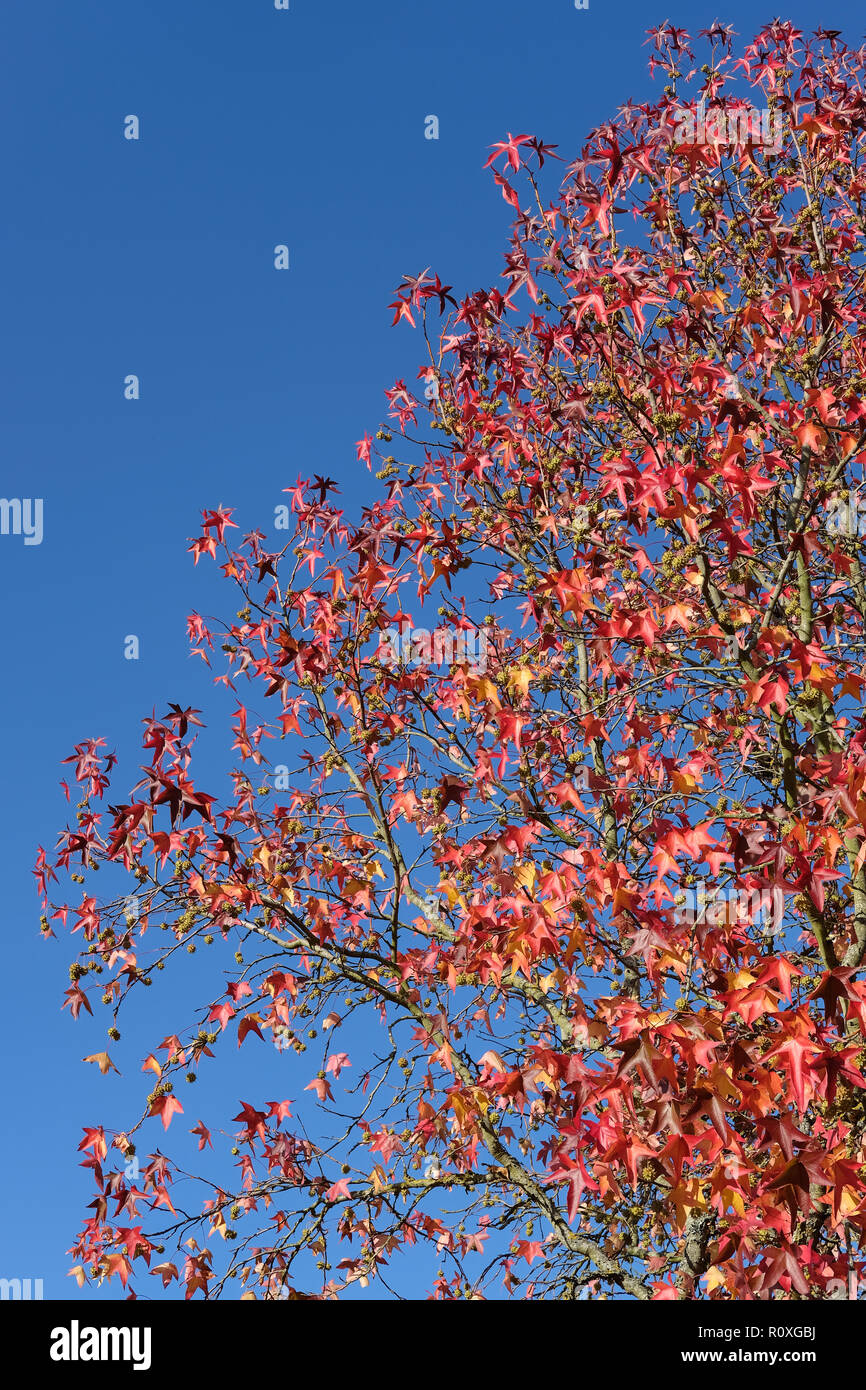 Ahorn im Herbst Stockfoto