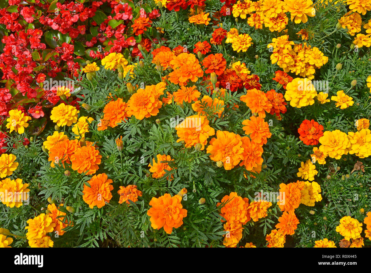 Bunte Blume Grenze mit einer Anzeige von Tagetes, Ringelblumen 'Durango Verbesserte" in verschiedenen Farben Stockfoto