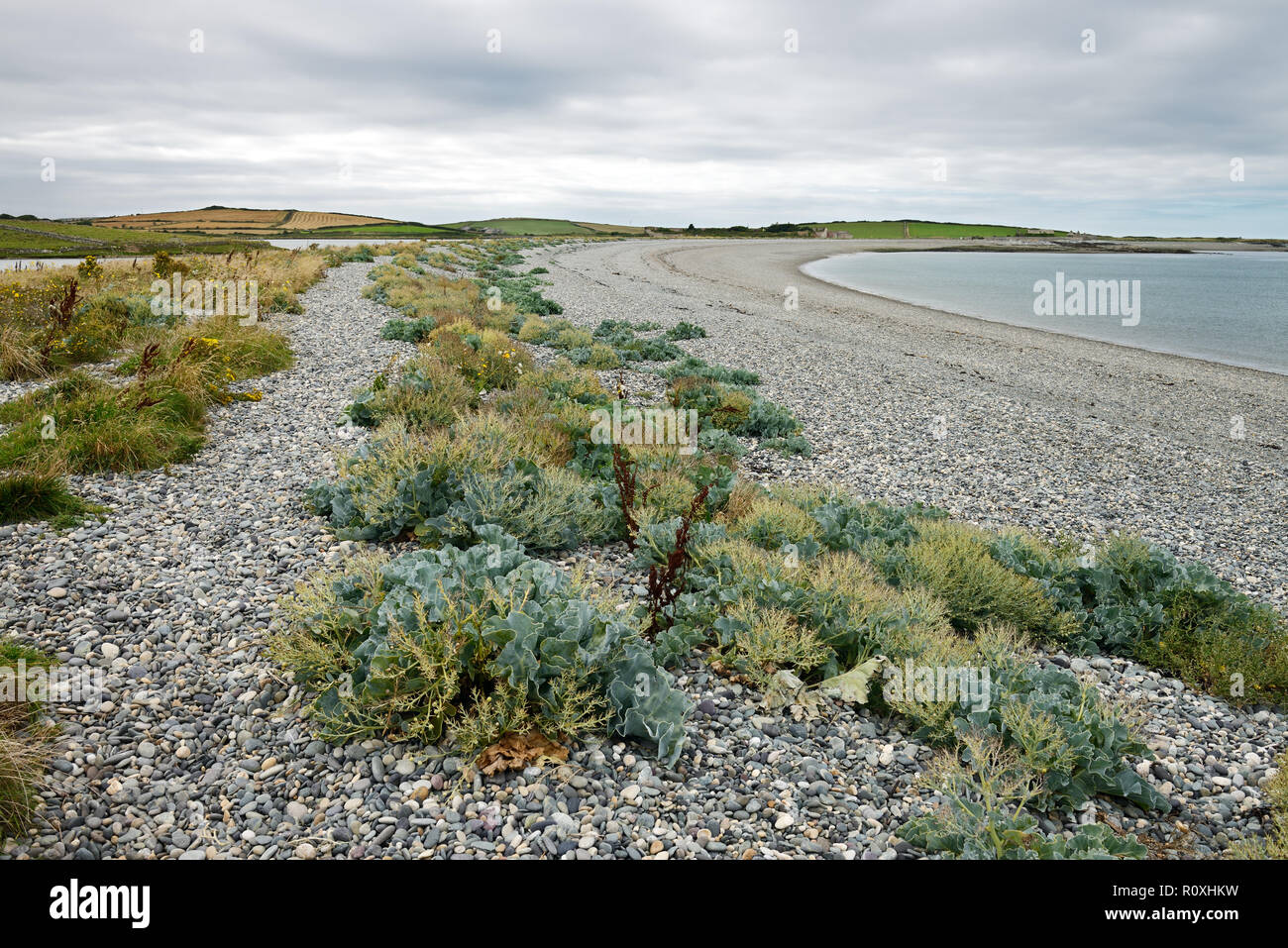 Cemlyn Bay liegt an der nordwestlichen Küste von Anglesey. Es ist ein Kiesstrand mit ausgezeichneten Strandlinie Vegetation. Stockfoto