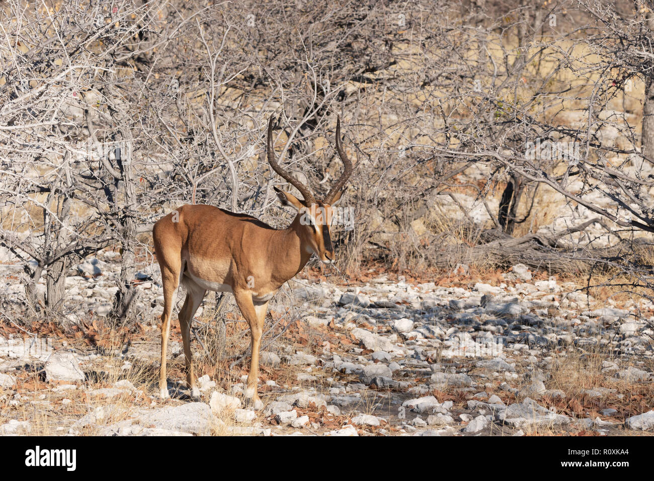 Schwarze Impala (Aepyceros melampus petersi), einem erwachsenen Mann, Seitenansicht, Etosha National Park, Namibia Afrika konfrontiert Stockfoto