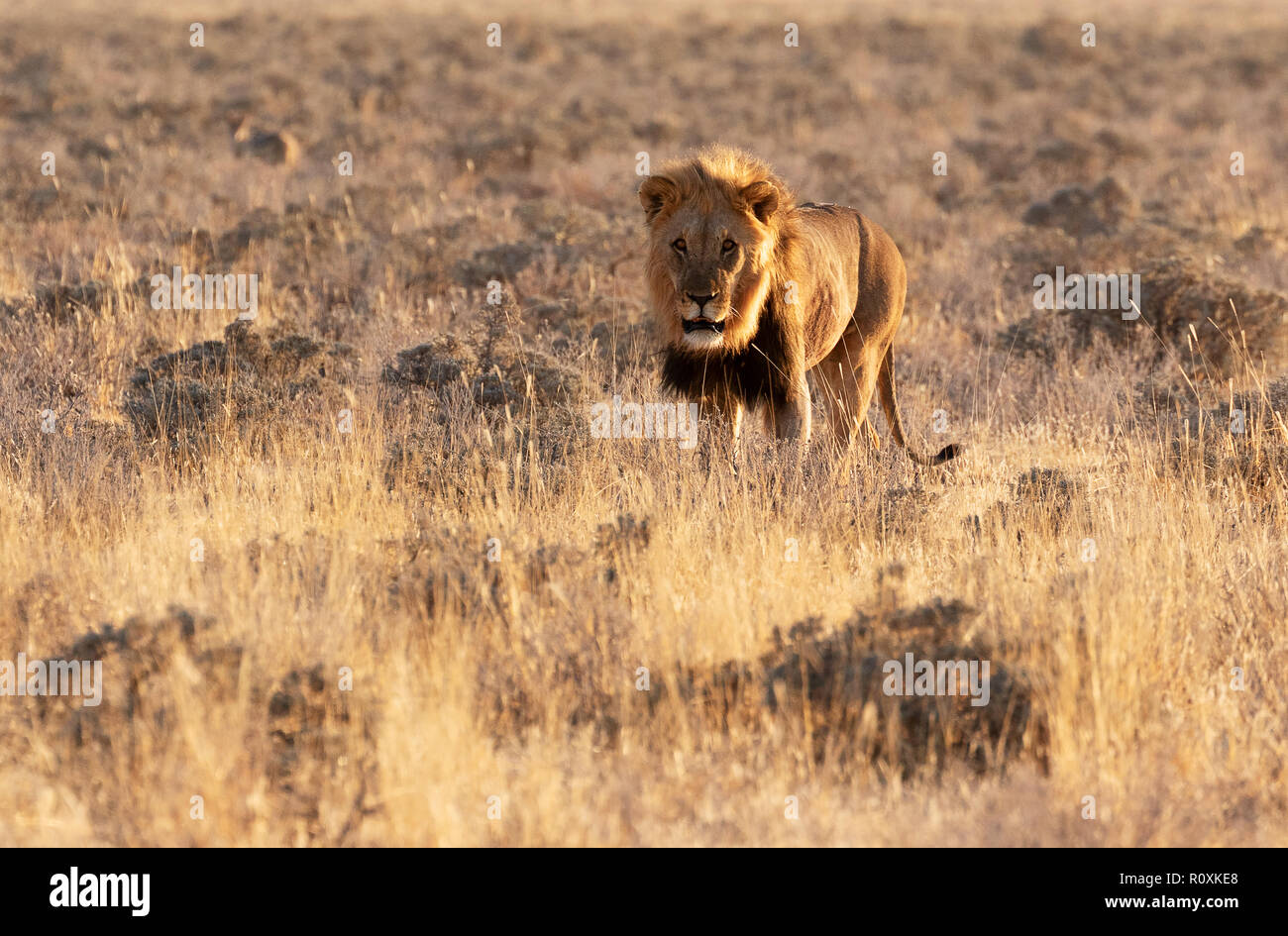 Namibia lion - Erwachsene männliche Löwe (Panthera leo), Etosha National Park, Namibia, Afrika Stockfoto