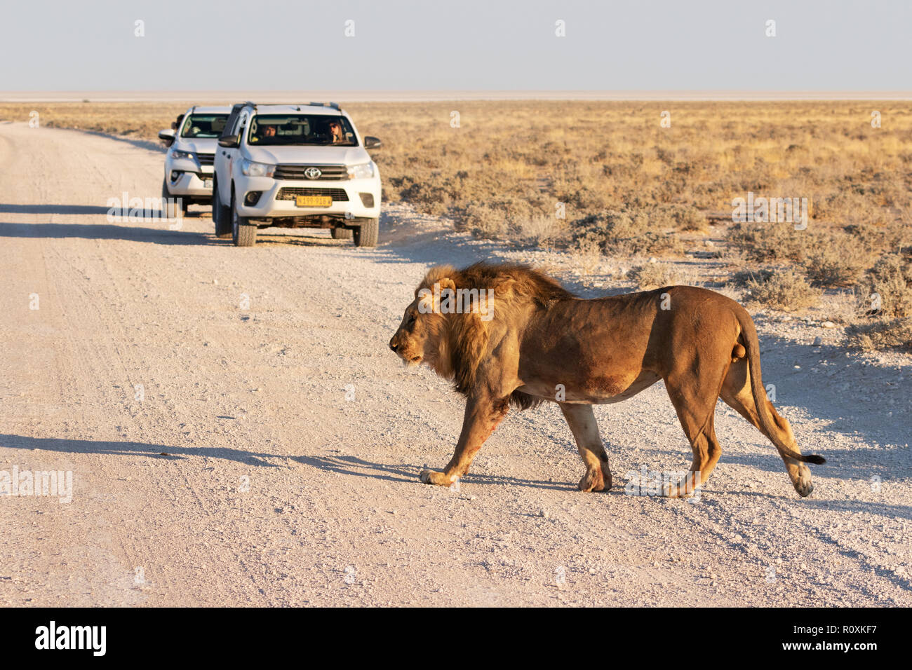 Lion Überqueren der Straße - ein Erwachsener männlicher Löwe Überqueren der Straße vor Autos, Etosha National Park, Namibia, Afrika Stockfoto