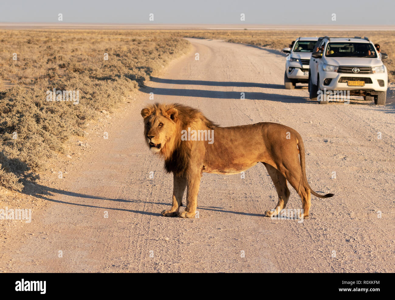Löwe, der die Straße überquert - ein erwachsener männlicher Löwe auf der Straße vor Autos, Etosha Nationalpark, Namibia Afrika Stockfoto