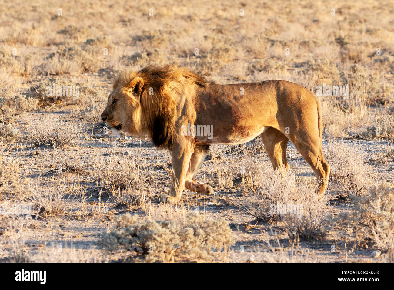 Namibia lion - Erwachsene männliche Löwe (Panthera leo), Etosha National Park, Namibia, Afrika Stockfoto