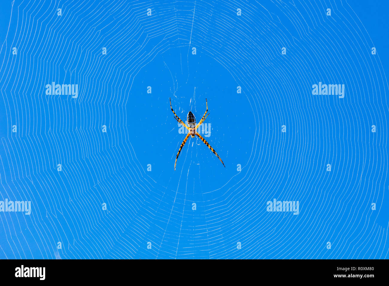 Nahaufnahme von Bananen spinnen oder golden orb-weber Spinne mit Spinnennetz Stockfoto