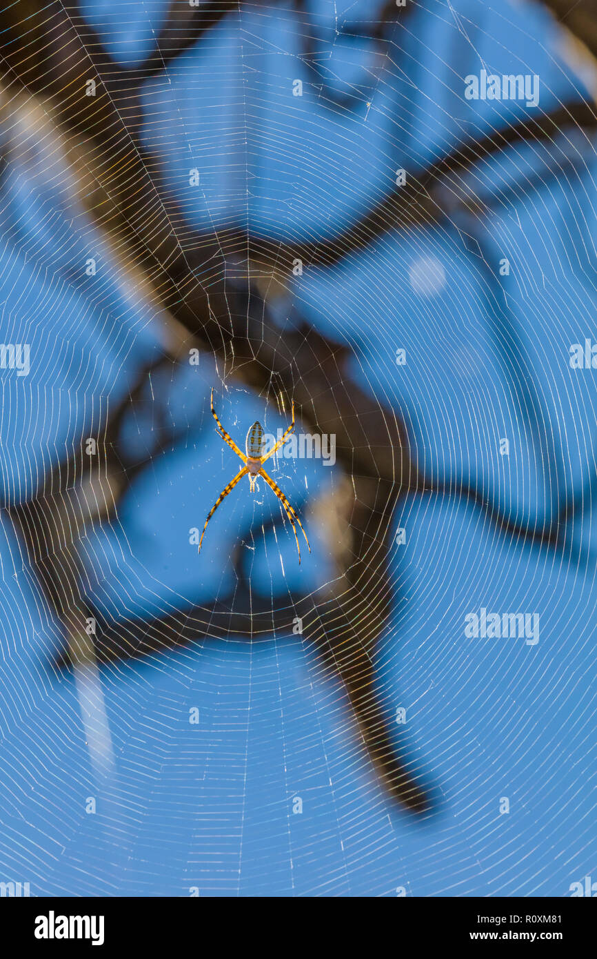 In der Nähe der Spinne mit Spinnennetz Stockfoto