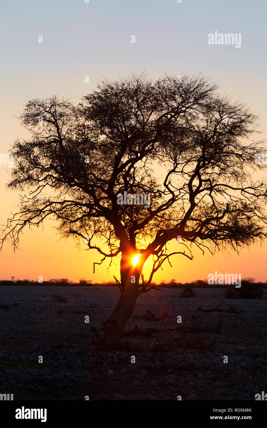 Afrika Sunset - Sonnenuntergang mit einem Baum und Horizont, Namibia Afrika Stockfoto