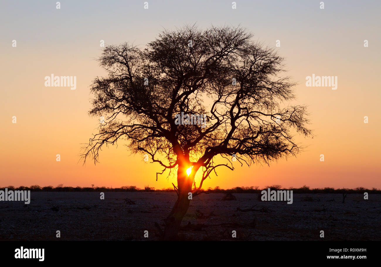 Afrika Sunset - Sonnenuntergang mit einem Baum und Horizont, Namibia Afrika Stockfoto