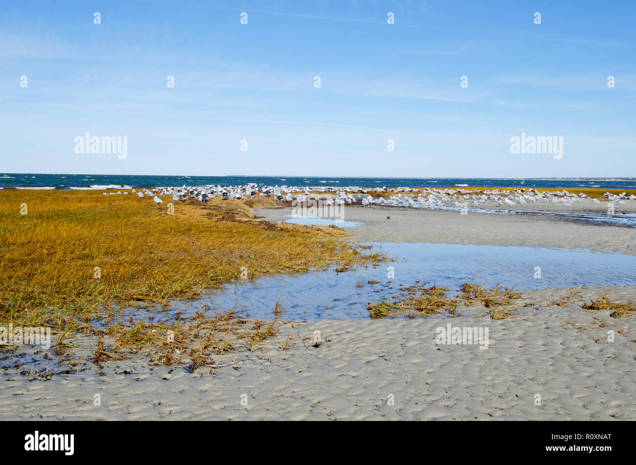 Möwen auf Skaket Beach, Orleans, Cape Cod, Massachusetts, USA bei Ebbe ruhen Stockfoto