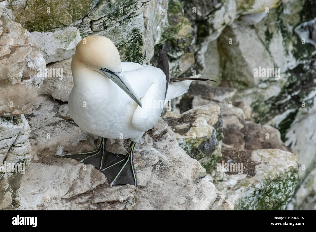 Eine nördliche Gannett ruht auf einem Chalk Ledge, Bempton Cliffs, Yorkshire, Großbritannien Stockfoto Eine nördliche Gannett ruht auf einem Chalk Ledge, Bempton Cliffs, Yorkshire, Großbritannien Stockfoto