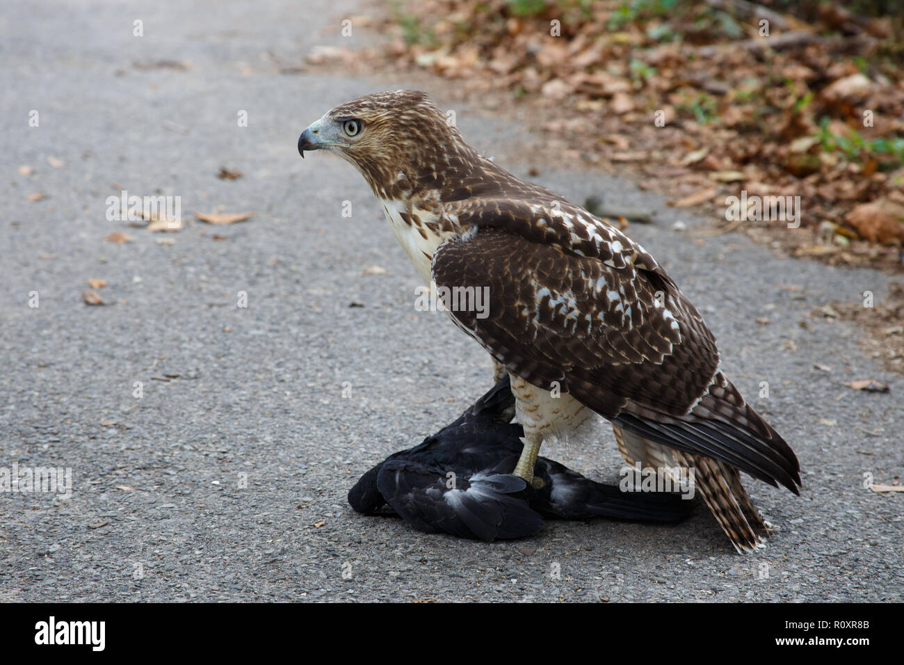 Ein jugendlicher Red-tailed Hawk (Buteo Jamaicensis) mit einer Taube in seinen Krallen sitzen auf dem Bürgersteig. Brooklyn, New York. Stockfoto