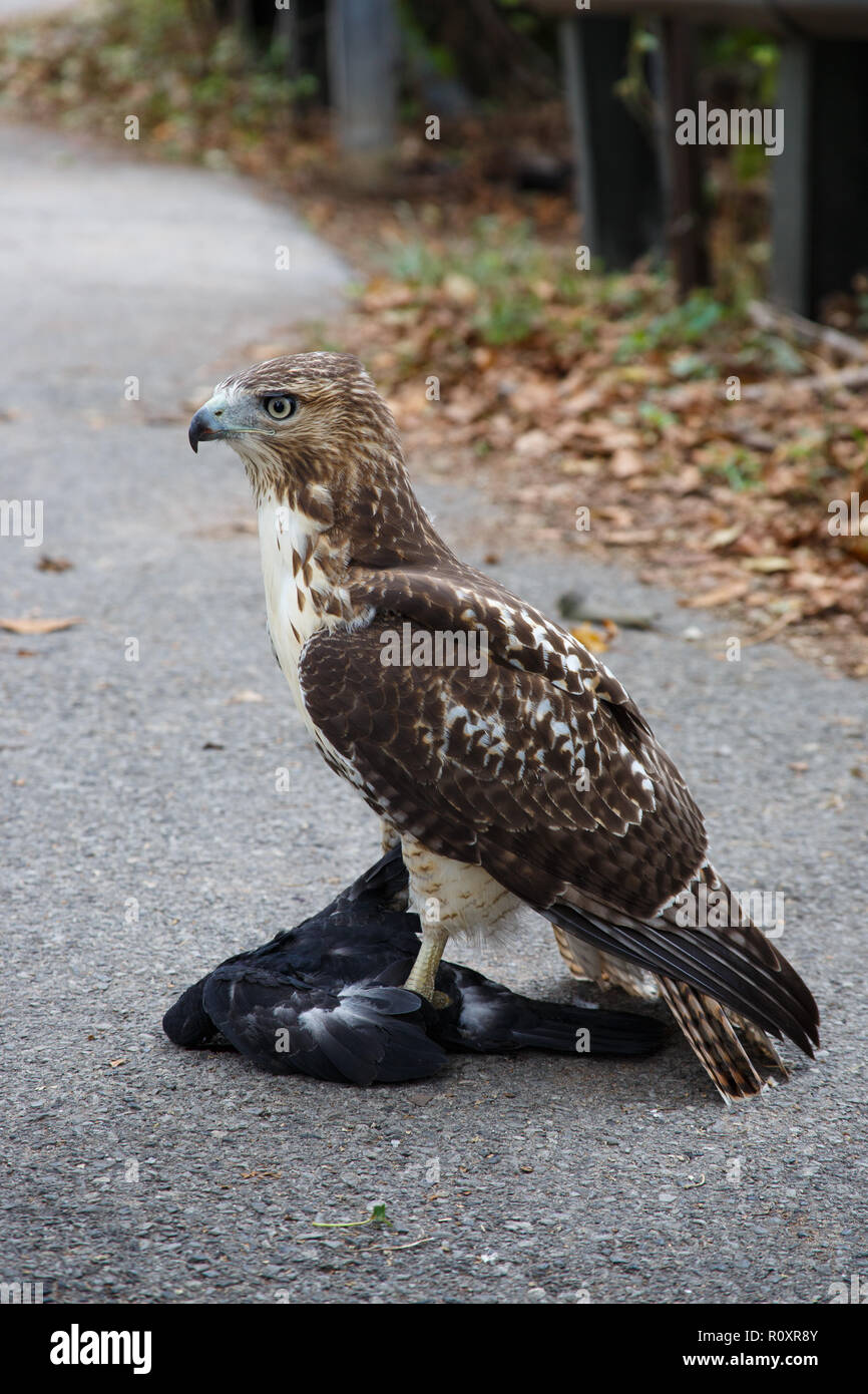 Ein jugendlicher Red-tailed Hawk (Buteo Jamaicensis) mit einer Taube in seinen Krallen sitzen auf dem Bürgersteig. Brooklyn, New York. Stockfoto