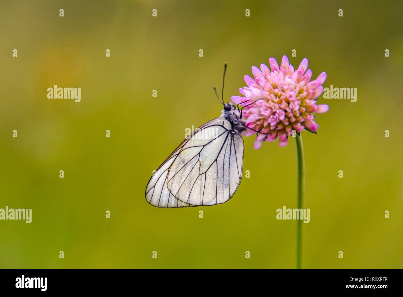 Schließen Sie herauf Bild eines Schmetterlings Bestäubung auf einer weichen natürlichen Hintergrund Stockfoto