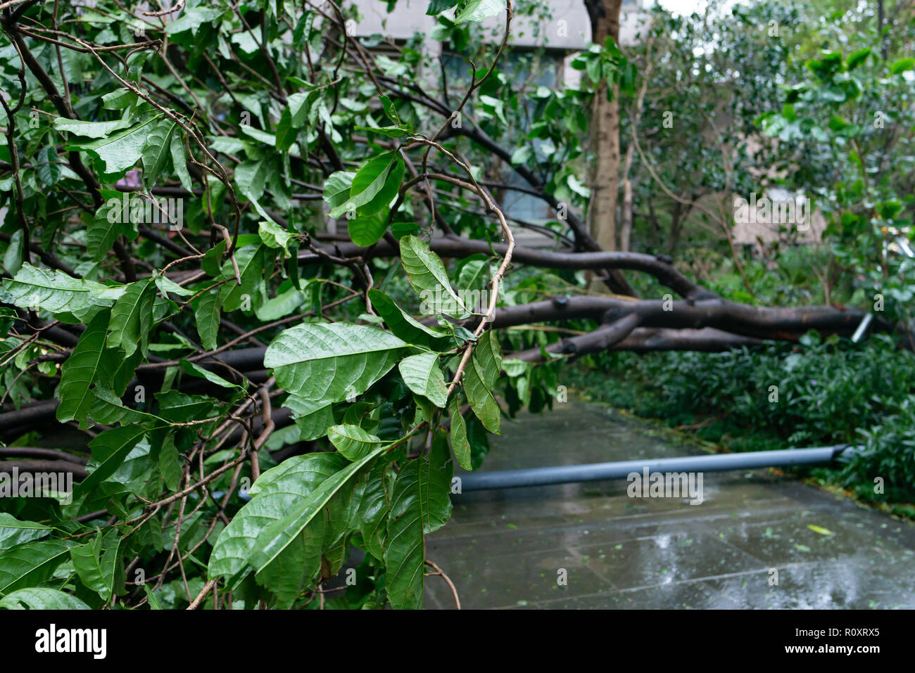 Gebrochene Bäume nach einem starken Sturm ging durch Stockfoto