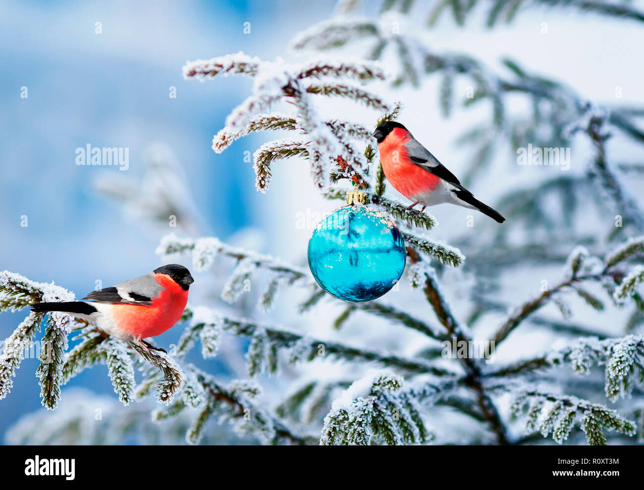 Weihnachtskarte natürliche Landschaft mit zwei Vogel Dompfaff auf eine festliche mit glänzenden Raureif und ein Glas Spielzeug ball Sitzen im Winter Park Fichte Stockfoto