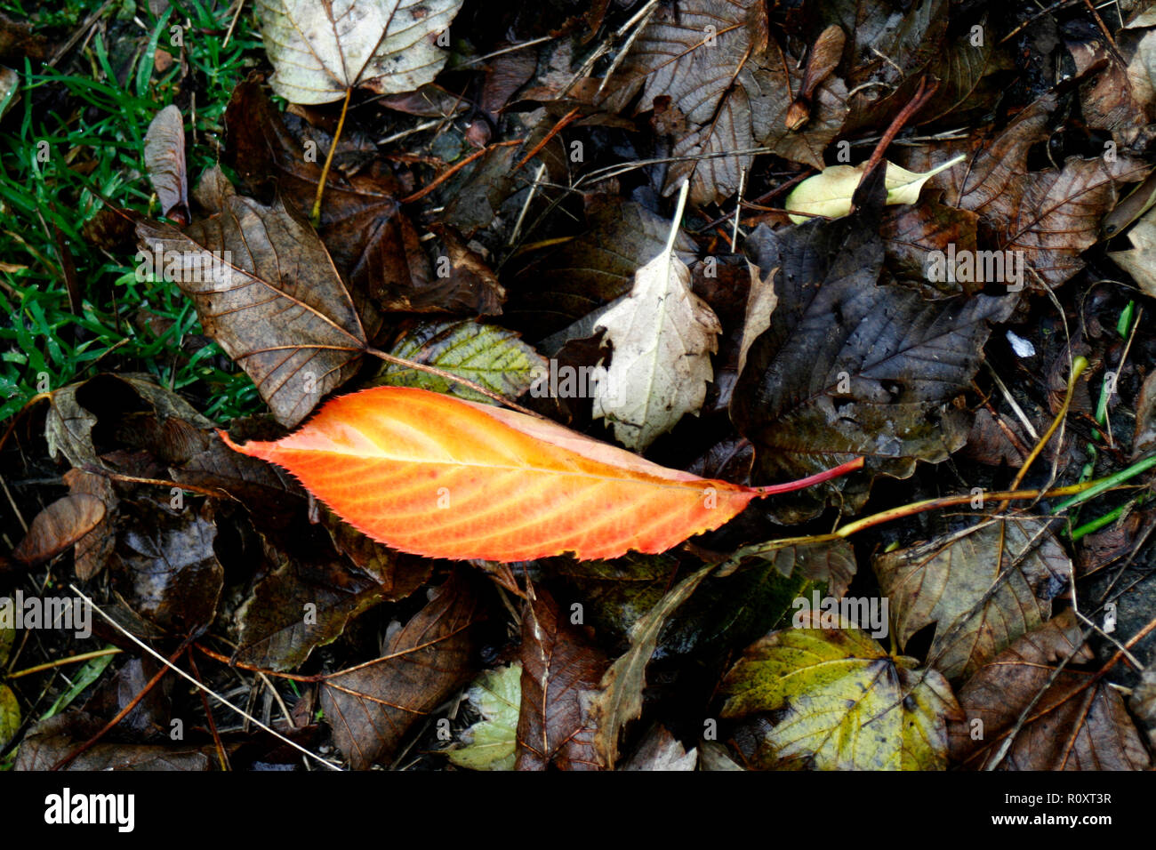 Blätter im Herbst canterbury Kent uk Nov. 2018 Stockfoto