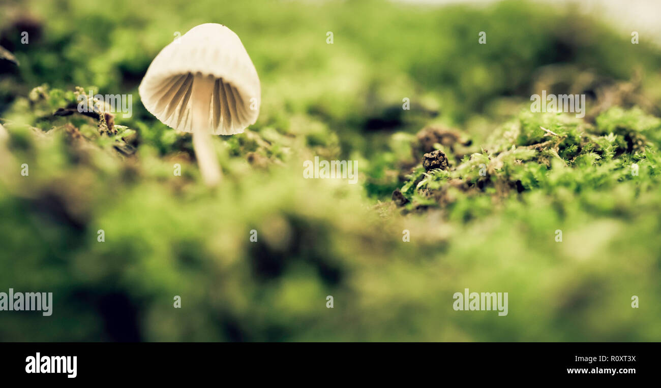 Psilocybe semilanceata unter den grünen Moos von einem niedrigen Winkel gesehen Stockfoto