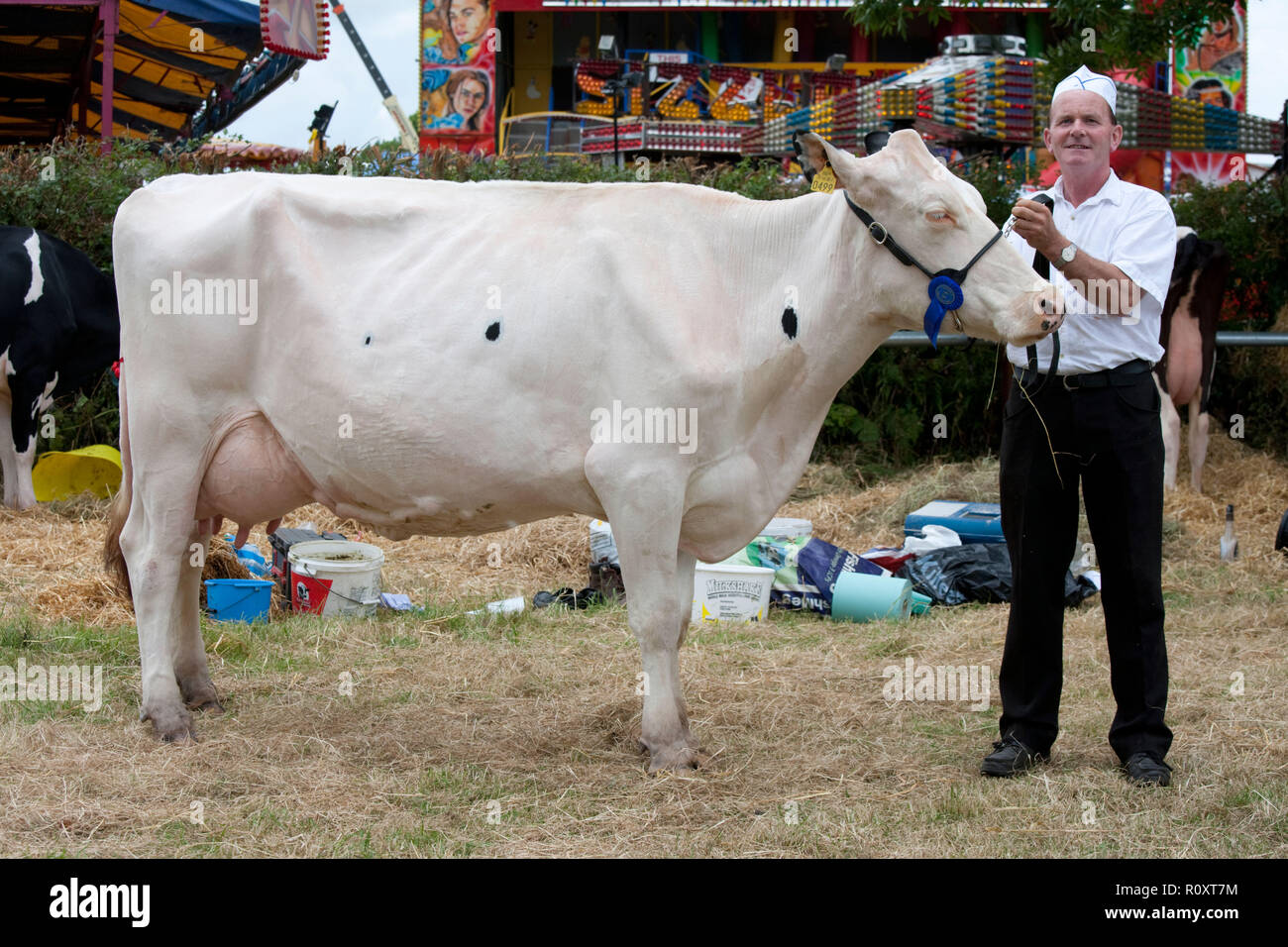 Vieh Vieh mit Wamme stil Ohrmarken Stockfoto