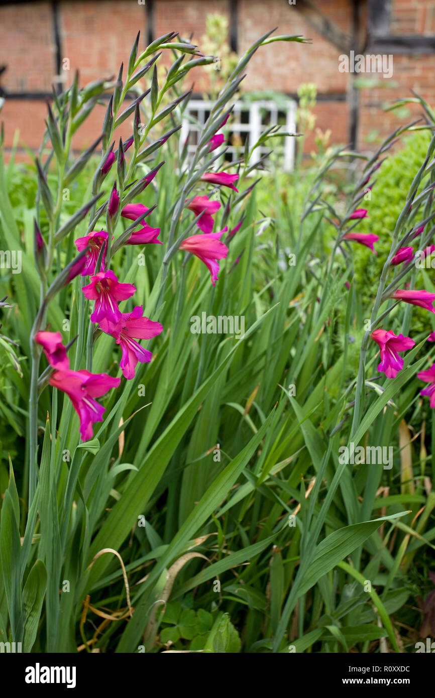 Gladiolus byzantinus im Cottage Garten Stockfoto