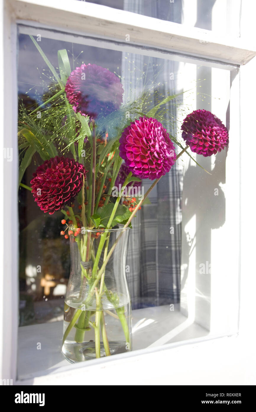 Lila Pompon Dahlien auf Fensterbank innen Stockfoto