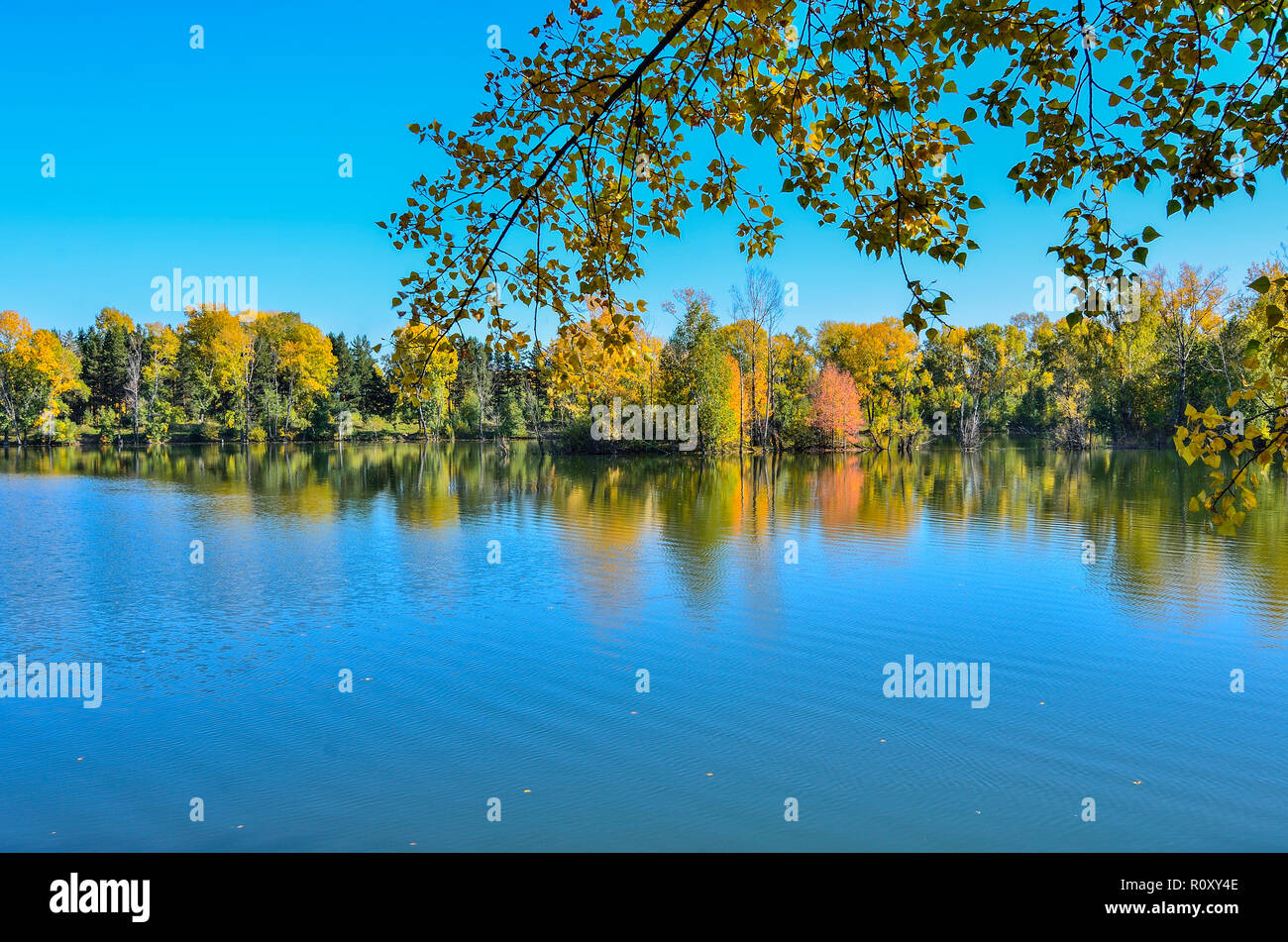 Warme, sonnige September Landschaft am Ufer des Sees. Blauer Himmel und goldenen Laub der Bäume auf der Oberfläche des Wassers wider, der Schönheit der Natur im Herbst Stockfoto