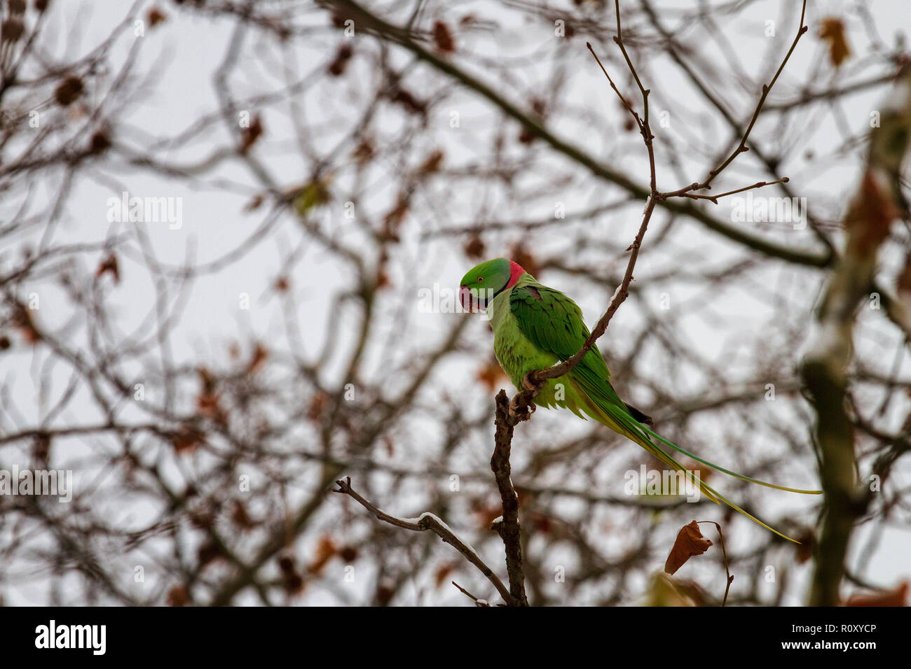 Rose-ringed parakeet, grüne Papagei auf der Zweig im Winter Stockfoto