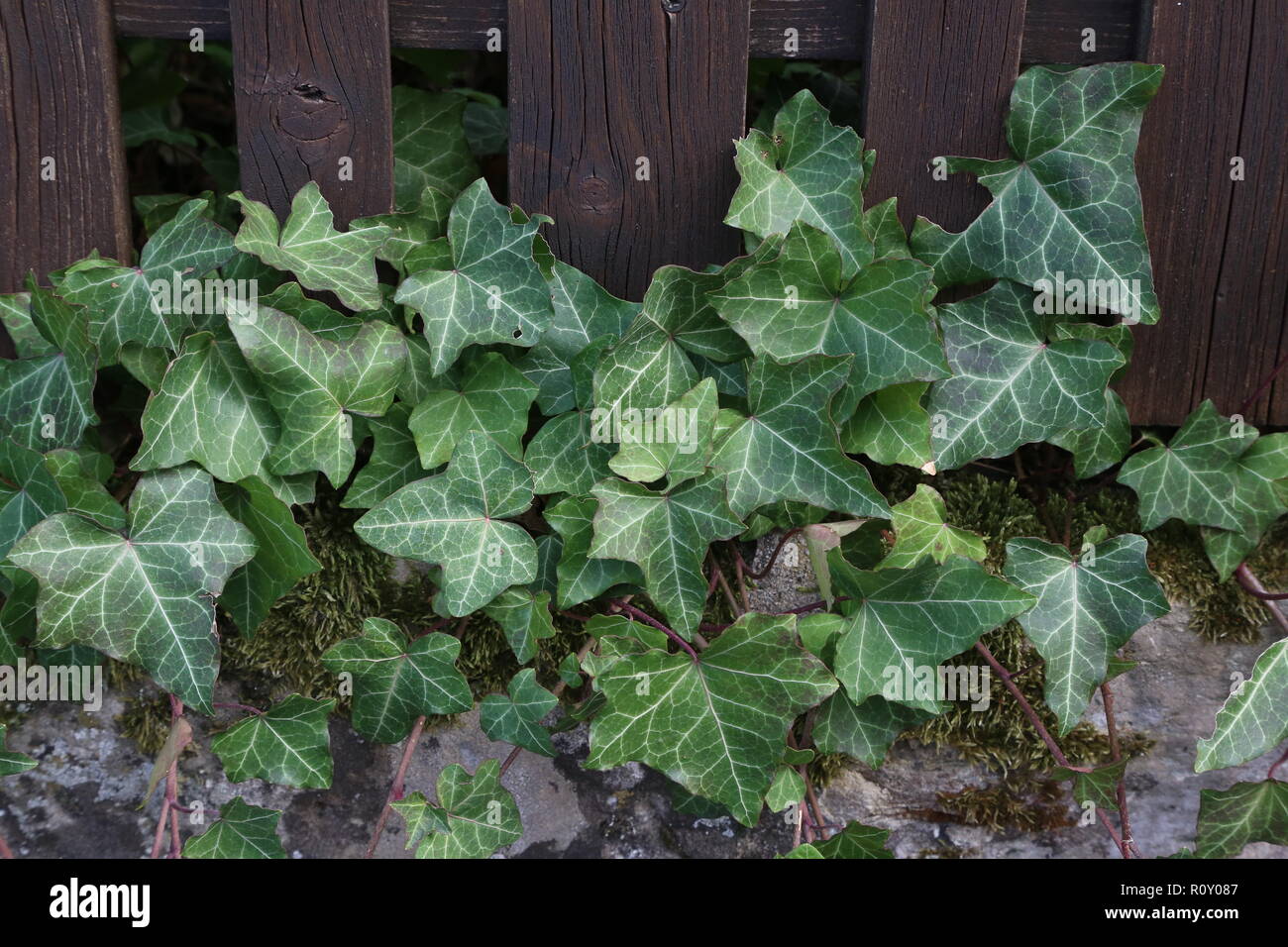 Ivy. kriechende Strucher Festhalten an ihre adventivwurzeln der Wnde,  Baumstmme, und so weiter Stockfotografie - Alamy