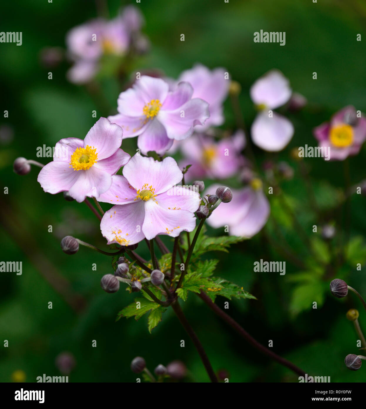 Anemone huphensis var japonica, japanische Anemone, Blume, Blumen, Rosa, Gelb, Herbst, Herbst, Herbst, mehrjährige Pflanze, die Blüte, RM Floral Stockfoto