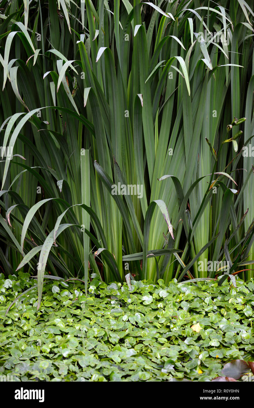 Flagge Iris, Stengel, Stengel, dicht, invasive, Pflanze, Pflanzen, Teich, Teiche, Brunnen, Gärten, RM Floral Stockfoto