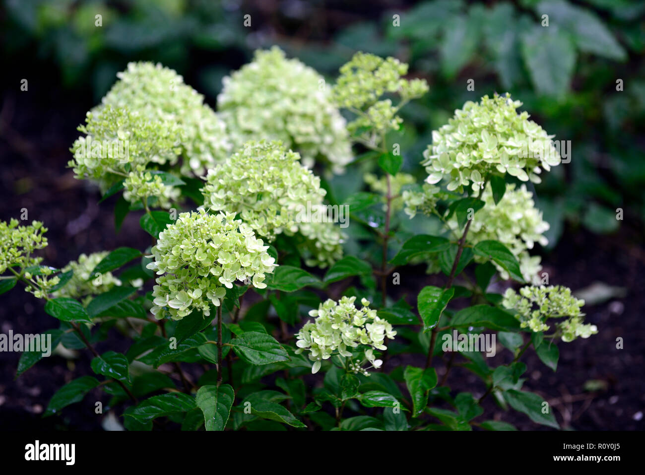 Hydrangea paniculata Limelight, Hortensien, weiß, grün, Blume, Blumen, Blüte, RM Floral Stockfoto