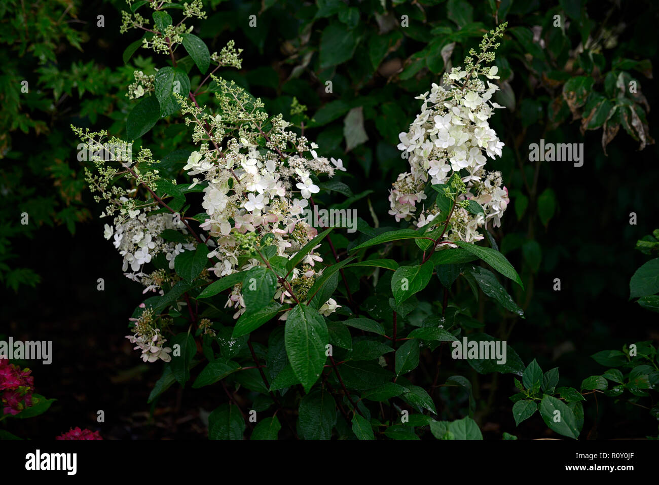 Hydrangea paniculata pinky Winky, Hortensien, Weiß, Rosa, Blume, Blumen, Blüte, rispe, Rispen, RM Floral Stockfoto