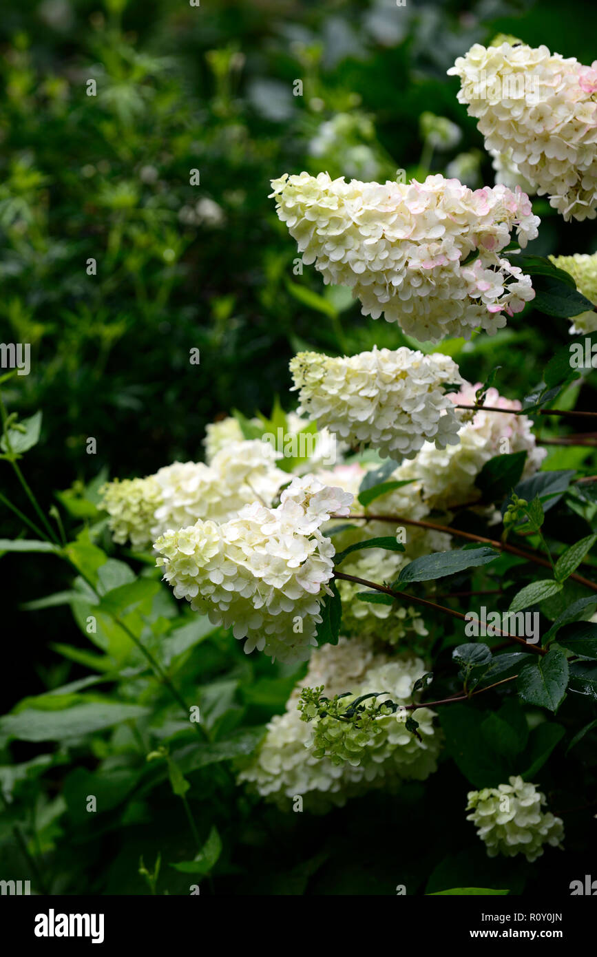 Hydrangea paniculata pinky Winky, Hortensien, Weiß, Rosa, Blume, Blumen, Blüte, rispe, Rispen, RM Floral Stockfoto