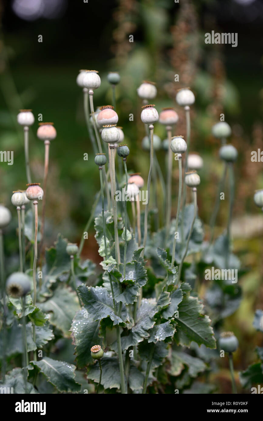 Poppy seedheads Fotos und Bildmaterial in hoher Auflösung Alamy